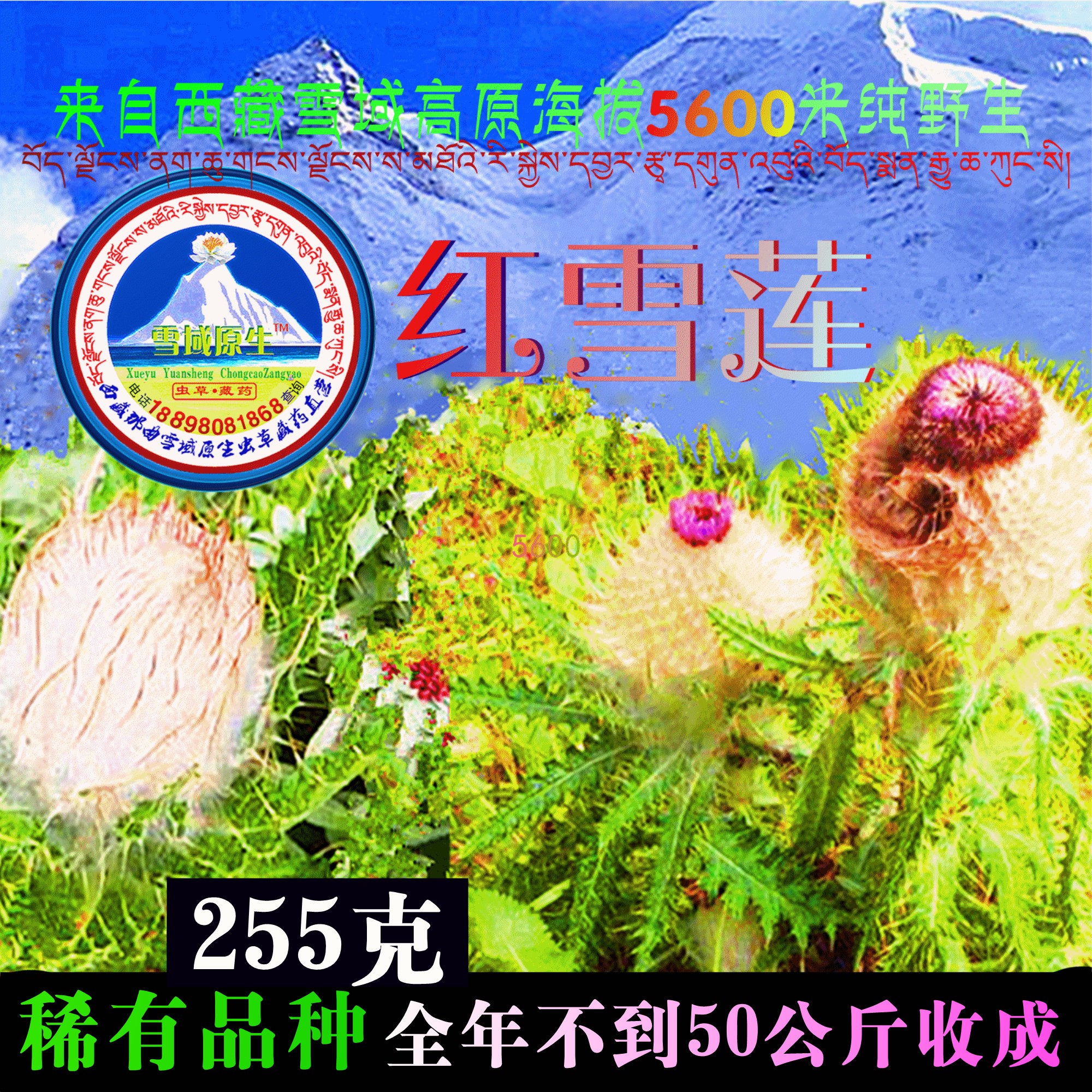 吐蕃御方红雪莲255g西藏野生棉头藏雪莲药味浓烈泡酒料非天山雪莲在类目 传统滋补营养品, 养生茶中 - 来自Buy2taobao.com提供专业的淘宝代购服务