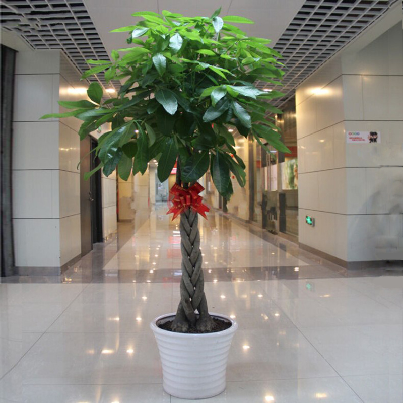 辫子发财树盆栽植物室内招财小盆景花卉办公室客厅大型绿植特粗干在类目 鲜花速递/花卉仿真/绿植园艺, 花卉/绿植盆栽(新), 大型绿植/成品组合盆栽中 - 来自Buy2taobao.com提供专业的淘宝代购服务
