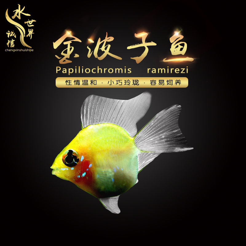 熱帶魚金波子魚觀賞魚小丸子寶藍球魚鳳凰球魚集合短鲷魚混養包活在類目 寵物/寵物食品及用品, 水族世界, 魚中 - 來自Buy2taobao.com提供專業的淘寶代購服務