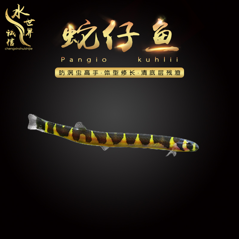 Tropical Fish Ornamental fish Larvae Planarian Clear Bottom garbage Coolie Loach living thing toolin the Pet/Pet food and supplies , Aqua World , Fish category - from Buy2taobao.com to provide professional Taobao agent buy service