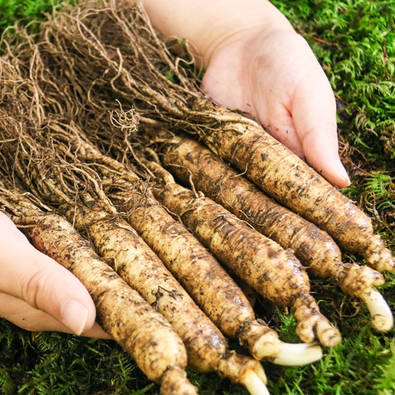 Fresh ginseng 6-8 Catty Changbai Garden ginseng An edge Preservation Senate Pruning Paojiuin the Traditional nourishing food , Ginseng tonic , Ginseng/Garden ginseng category - from Buy2taobao.com to provide professional Taobao agent buy service