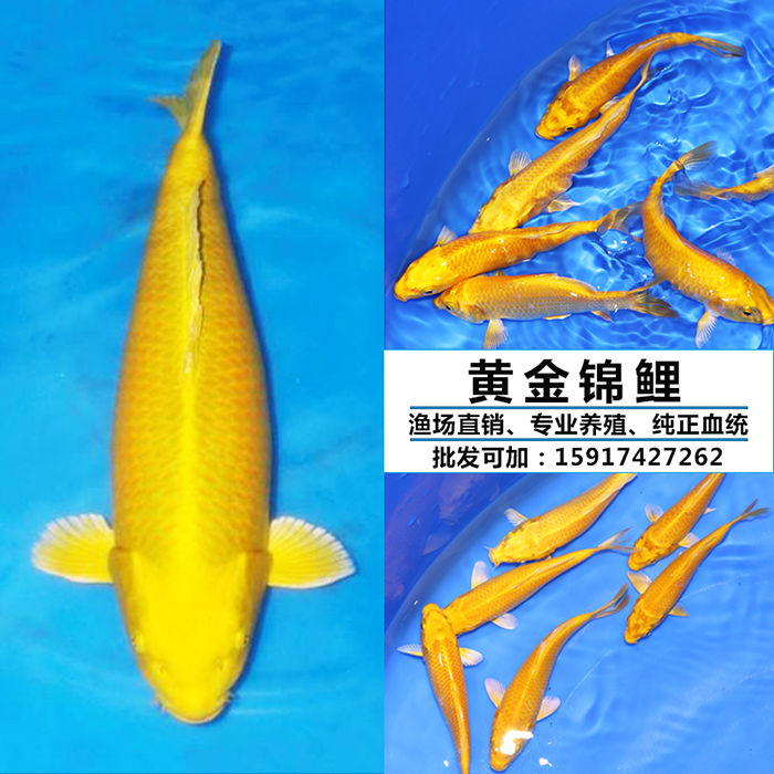 锦鲤 锦鲤活体 纯种黄金锦鲤 观赏鱼风水鱼冷水鱼活体宠物|msdalam kategori haiwan peliharaan/makanan haiwan dan bekalan, Aquarium World, ikan - dari Buy2taobao.com untuk memberikan perkhidmatan ejen Taobao profesional membeli