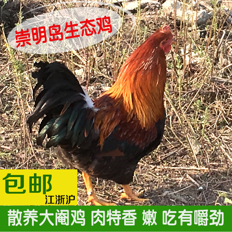 Chongming Farm Backyard Free range chicken Chicken Go to chicken Cereals Feeding 1500 ecology Castrated chicken Jiangsuin the Aquatic meat/Fresh fruits and vegetables/Cooked , Raw meat/Meat , Chicken , Whole chicken category - from Buy2taobao.com to provide professional Taobao agent buy service