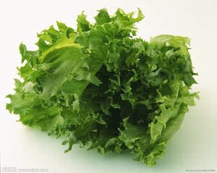  生菜 有机种植