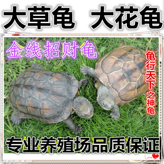 Tortoise living thing Gold turtle Tortoise living thing China Tortoise Big head Tortoise Lucky Turtle Terrapins Full articlein the Pet/Pet food and supplies , Aqua World , Turtle/Turtle category - from Buy2taobao.com to provide professional Taobao agent buy service
