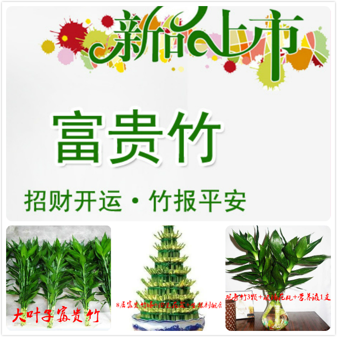 有根系 富贵竹竹塔 节节高 水培植物5层8层带陶瓷盆 招财竹塔竹|msdalam kategori penghantaran bunga/bunga simulasi/tumbuhan berkebun, bunga/Tumbuh-tumbuhan tumbuh-tumbuhan pasu (baru), tumbuh-tumbuhan hijau - dari Buy2taobao.com untuk memberikan perkhidmatan ejen Taobao profesional membeli