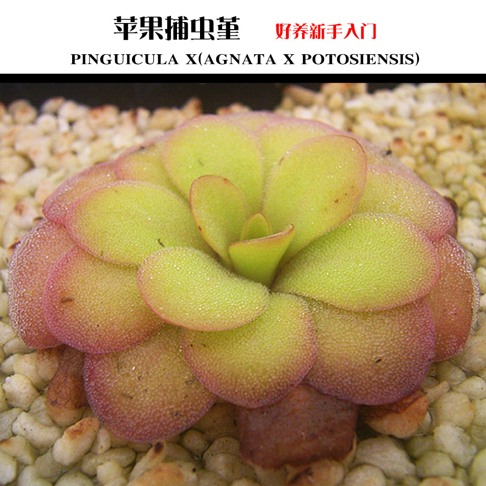 苹果捕虫堇小虫草堂食虫多肉植物盆栽盆景食虫草食人花室内驱蚊草在类目 鲜花速递/花卉仿真/绿植园艺, 花卉/绿植盆栽(新), 多肉植物中 - 来自Buy2taobao.com提供专业的淘宝代购服务