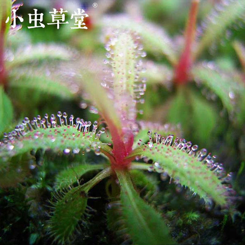 阿帝露茅膏菜食虫植物盆栽食虫草室内驱蚊好养大型超大毛毡苔吃蝇在类目 鲜花速递/花卉仿真/绿植园艺, 花卉/绿植盆栽(新), 绿植中 - 来自Buy2taobao.com提供专业的淘宝代购服务