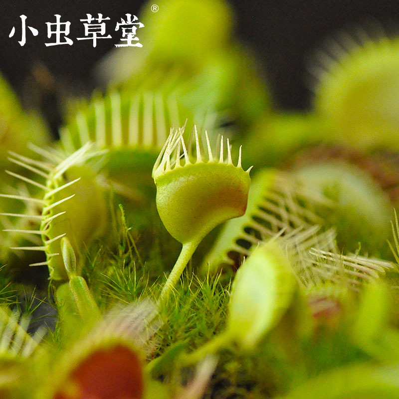 漏斗捕蝇草DM.Trichterfalle食虫高级品种小虫草堂食虫植物盆栽|msdalam kategori penghantaran bunga/bunga simulasi/tumbuhan berkebun, bunga/Tumbuh-tumbuhan tumbuh-tumbuhan pasu (baru), tumbuh-tumbuhan hijau - dari Buy2taobao.com untuk memberikan perkhidmatan ejen Taobao profesional membeli