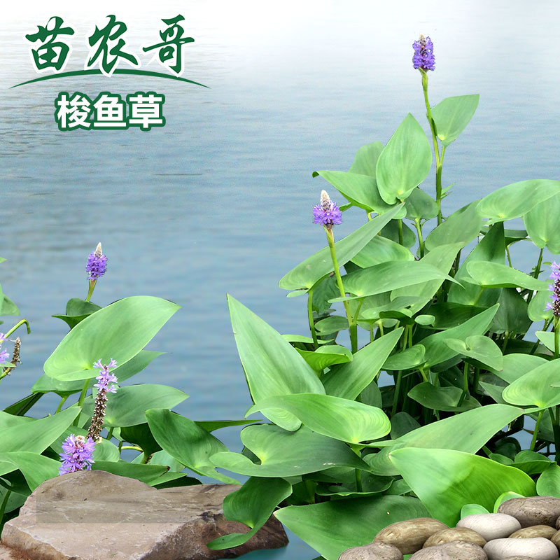 【一件/10棵·梭鱼草】梭鱼草庭院水生花卉植物 池塘绿化鱼池植物在类目 鲜花速递/花卉仿真/绿植园艺, 花卉/绿植盆栽(新), 绿植中 - 来自Buy2taobao.com提供专业的淘宝代购服务