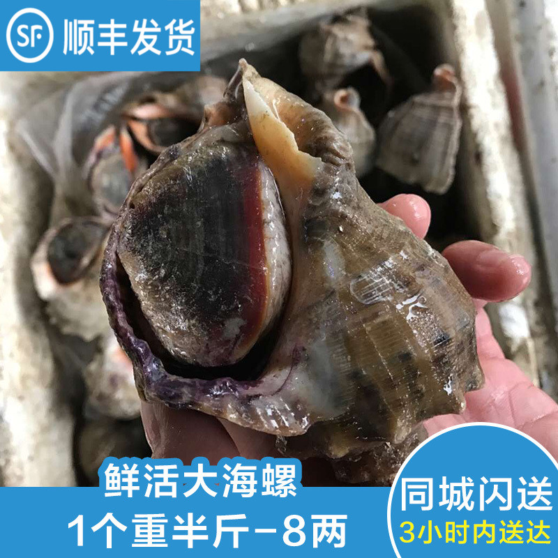 鲜活大海螺新鲜贝类海鲜水产野生鲜嫩超大海螺 1-2只/斤在类目 水产肉类/新鲜蔬果/熟食, 海鲜/水产品/制品, 贝类, 贝类制品中 - 来自Buy2taobao.com提供专业的淘宝代购服务