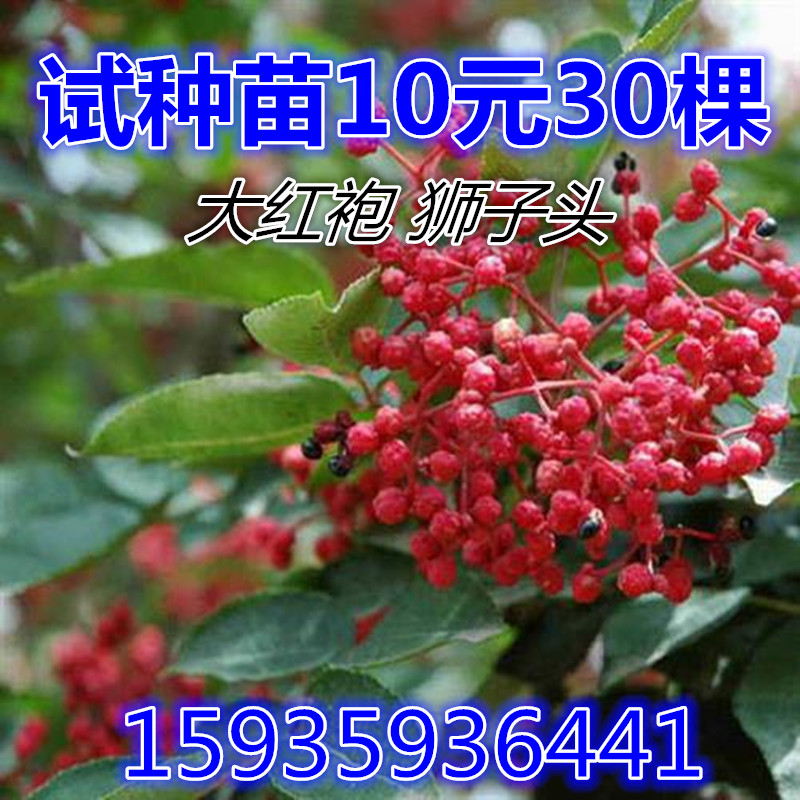 花椒苗大红袍狮子头九叶青花椒树苗庭院盆栽南北方种植当年结果在类目 鲜花速递/花卉仿真/绿植园艺, 花园植物/行道树/果树, 行道树/乔木中 - 来自Buy2taobao.com提供专业的淘宝代购服务