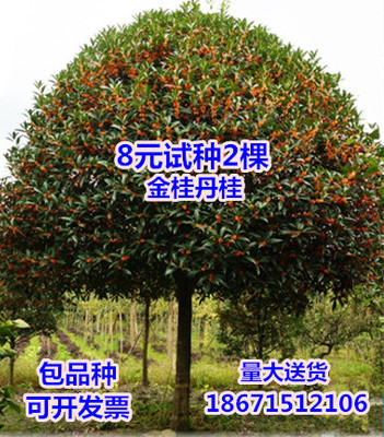 丹桂红桂花状元红朱砂金桂四季桂桂花树苗大树庭院盆栽征地桂花树|ruв категории доставка цветов/цветок моделирования/растения садоводства, цветок/растения в горшках (новый), цветок - от Buy2taobao.com для оказания профессиональной услуги покупки агента Taobao