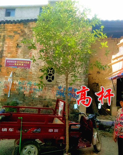 高杆1.5-1.8米分枝桂花树苗6-10-15公分金桂丹桂状元红大桂花树|ruв категории доставка цветов/цветок моделирования/растения садоводства, цветок/растения в горшках (новый), цветок - от Buy2taobao.com для оказания профессиональной услуги покупки агента Taobao