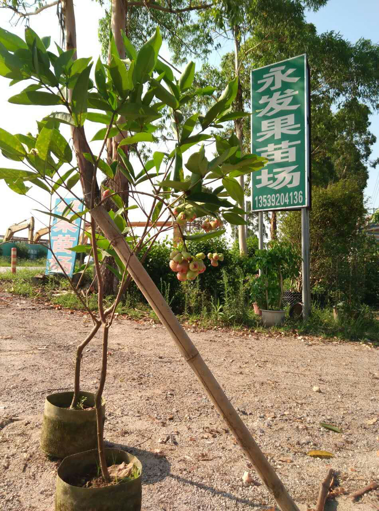 balcony Potted plant Fruit tree seedlings Taiwan Black Edition YE Slap Wax apple Then Result Wax applein the Flower delivery/Flowers simulation/Plants gardening , Garden Plants/Trees/Fruit tree, Fruit tree category - from Buy2taobao.com to provide professional Taobao agent buy service