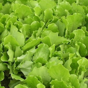  北京农家土特产/新鲜蔬菜/有机蔬菜白菜 生菜 黄瓜/产品全城配送