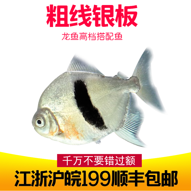 中大型热带鱼观赏鱼 粗线银板鱼 细线银版鱼 龙鱼 发财鱼热卖中|msdalam kategori haiwan peliharaan/makanan haiwan dan bekalan, Aquarium World, ikan - dari Buy2taobao.com untuk memberikan perkhidmatan ejen Taobao profesional membeli