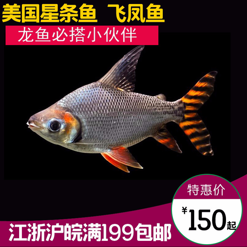 飞凤鱼美鱼侧线鲫金凤银凤泰国红鳍清道夫金龙红龙搭配鱼活体|msdalam kategori haiwan peliharaan/makanan haiwan dan bekalan, Aquarium World, ikan - dari Buy2taobao.com untuk memberikan perkhidmatan ejen Taobao profesional membeli
