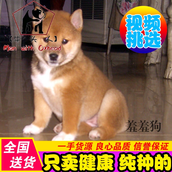 Japanese Shiba Inu Shiba Inu Puppy Pet dog Shiba Inu Class Dog Race Pack healthy Thoroughbred Medium dogsin the Pet/Pet food and supplies , Dogs category - from Buy2taobao.com to provide professional Taobao agent buy service