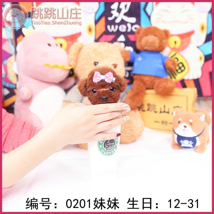 【跳跳山庄】纯种茶杯犬 红色泰迪 贵宾证书宠物狗幼崽在类目 宠物/宠物食品及用品, 狗狗中 - 来自Buy2taobao.com提供专业的淘宝代购服务