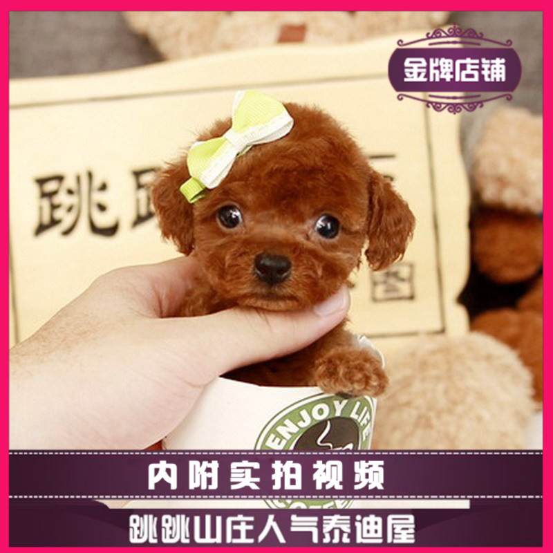【跳跳山庄】纯种泰迪犬贵宾茶杯犬泰迪狗茶杯狗活体宠物幼犬狗狗在类目 宠物/宠物食品及用品, 宠物生活服务, 宠物训练中 - 来自Buy2taobao.com提供专业的淘宝代购服务