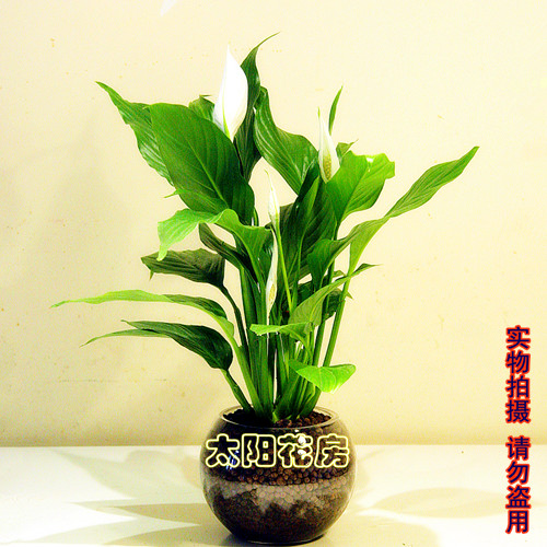 Potted plant flowers and plants Green plant Everything is going smoothly White palm In addition to formaldehyde/Clean air full 99 Fourth Ringin the Flower delivery/Flowers simulation/Plants gardening , Flowers/Potted plants (New) , Plants category - from Buy2taobao.com to provide professional Taobao agent buy service