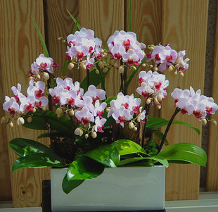 迷你蝴蝶兰 花期长\/好养 花卉盆栽\/鲜花速递 北