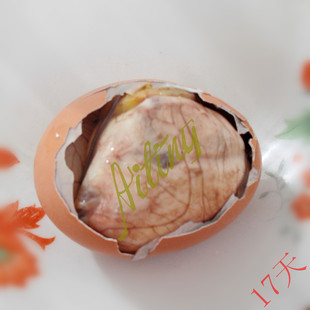  生（17天）营养毛鸡蛋、活珠子、活鸡胚蛋、喜蛋、毛蛋、凤凰蛋