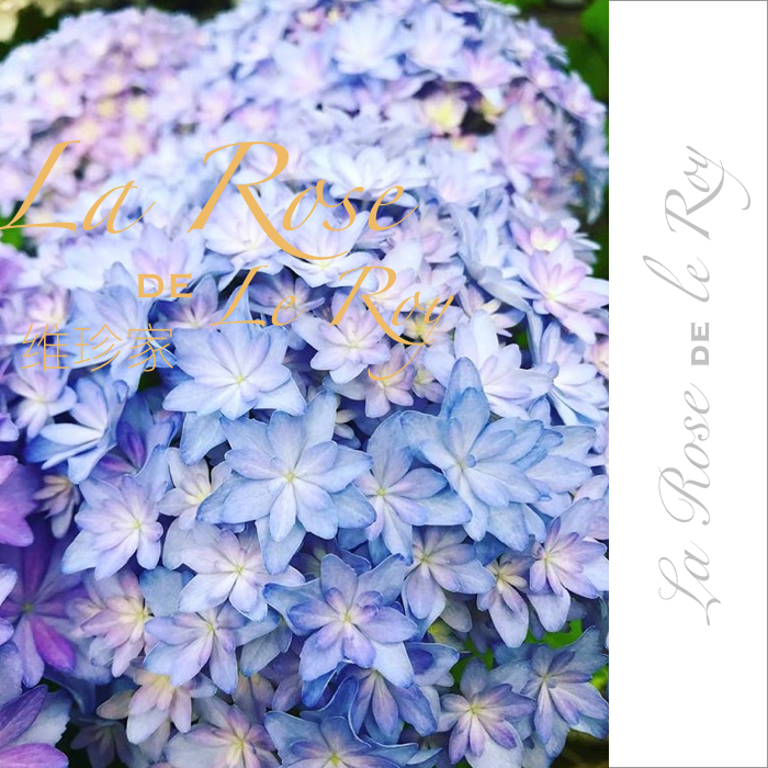 秋季发货 サラン 莎伦 维珍家 日本2019新品绣球花苗在类目 鲜花速递/花卉仿真/绿植园艺, 花园植物/行道树/果树, 观叶 /花灌木中 - 来自Buy2taobao.com提供专业的淘宝代购服务