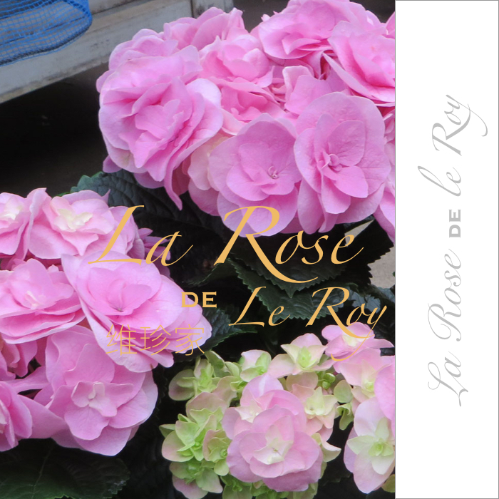 Lei Wang ライオウ Virgin Japan 2018 New products Hydrangeain the Flower delivery/Flowers simulation/Plants gardening , Garden Plants/Trees/Fruit tree, Foliage/Flowering Shrubs category - from Buy2taobao.com to provide professional Taobao agent buy service