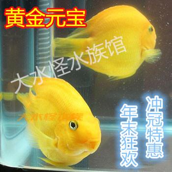 大型鱼 黄金鹦鹉元宝鱼 黄色鹦鹉鱼 金刚鹦鹉鱼 黄鹦鹉 活体|msdalam kategori haiwan peliharaan/makanan haiwan dan bekalan, Aquarium World, ikan - dari Buy2taobao.com untuk memberikan perkhidmatan ejen Taobao profesional membeli