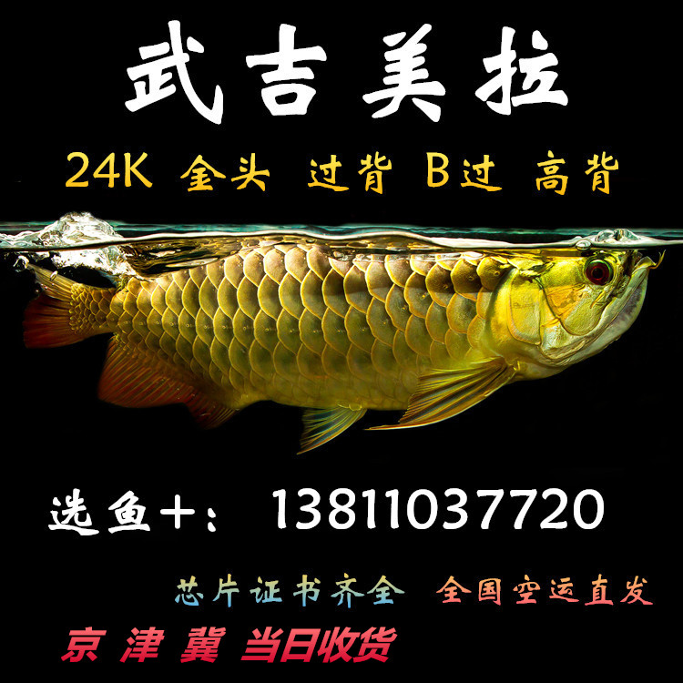 金龙鱼活体金头蓝底过背金龙鱼活体苗小型高背B级古典龙鱼配鱼在类目 宠物/宠物食品及用品, 水族世界, 鱼中 - 来自Buy2taobao.com提供专业的淘宝代购服务