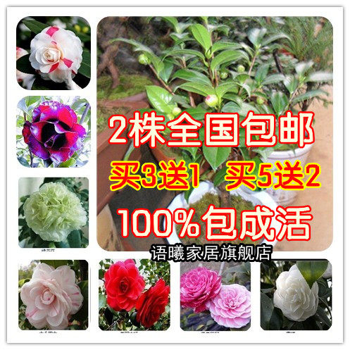 秒杀特价 盆栽茶花4年苗 二十四个品种供选  当年开花  买5送1