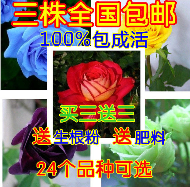 蓝玫瑰花苗 当年开花 盆栽花卉 四季播阳台易种植物【三株包邮】