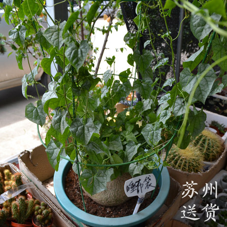 藤本植物 完美无缺的造型 极品盆花 睡布袋 苏州