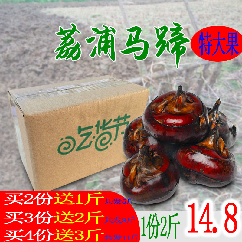 fresh Redskins Horse's hoof Water chestnuts 2 pounds 1 pounds 17~24 Li Riverside fruit Pearl seedin the Aquatic meat/Fresh fruits and vegetables/Cooked , Fresh vegetables/Vegetable products , Fresh vegetables , Other category - from Buy2taobao.com to provide professional Taobao agent buy service