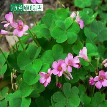 开花不断 红花酢浆草 红花草 花期长 盆栽花苗 