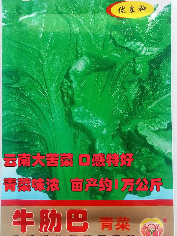 云南大苦菜牛肋巴青菜种子20克春秋播蔬菜种子做泡菜酸腌菜满包邮在类目 农用物资, 种子/种苗, 蔬菜种子中 - 来自Buy2taobao.com提供专业的淘宝代购服务