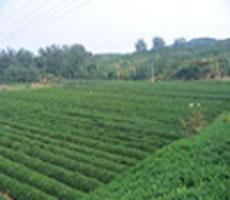 日照绿茶2019年新茶叶春茶自产自销韵青品特价满1斤包邮在类目 茶, 绿茶(新), 日照绿茶中 - 来自Buy2taobao.com提供专业的淘宝代购服务