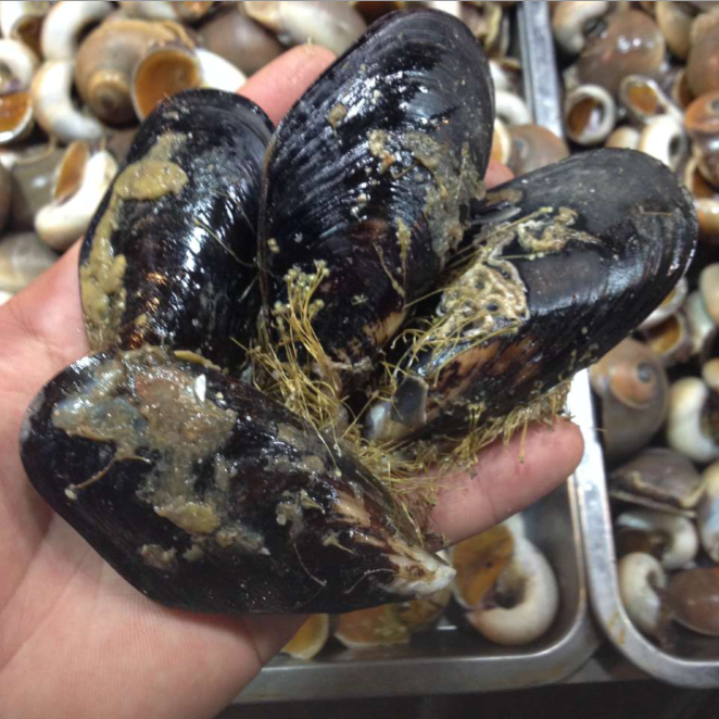 Dalian seafood Dalian Fresh Haihong Mussels fresh Mussels Eggs in the sea Mussels New Sea redin the Aquatic meat/Fresh fruits and vegetables/Cooked , Seafood/Aquatic/Product , Shellfish , Shellfish Products category - from Buy2taobao.com to provide professional Taobao agent buy service