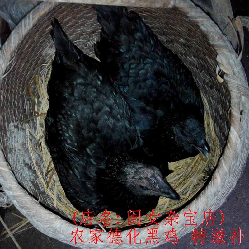 特産深山閨女農戶散養德化黑雞土烏雞生鮮滋補月子食品順豐包郵在類目 水產肉類/新鮮蔬果/熟食, 生肉/肉製品, 雞肉類, 整雞中 - 來自Buy2taobao.com提供專業的淘寶代購服務