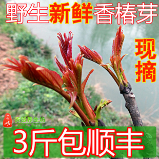  年现摘 头茬野生绿色新鲜蔬菜★香椿芽★香春芽菜3斤包邮