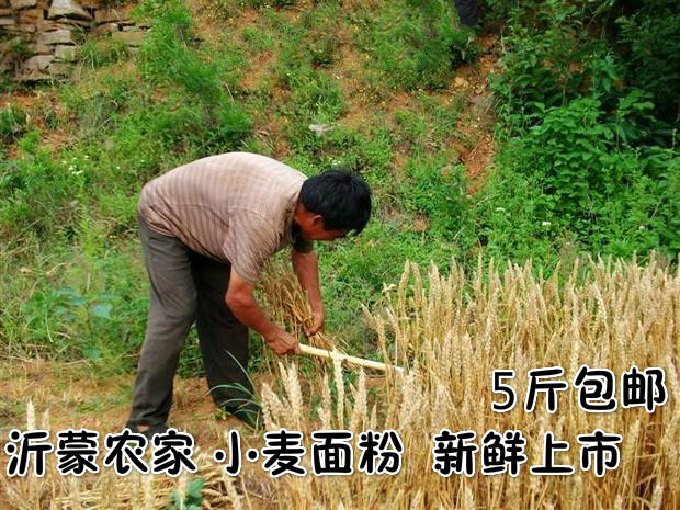 2018新小麦面粉 无添加 山东农家面粉石磨面粉 馒头粉 饺子面粉|msdalam kategori beras/Utara-Selatan barangan kering/perasa, meter/tepung/bijirin, tepung/serbuk yang boleh dimakan - dari Buy2taobao.com untuk memberikan perkhidmatan ejen Taobao profesional membeli
