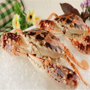  特价★生猛海鲜 海蟹 螃蟹 鲜活水产 冰鲜红花蟹