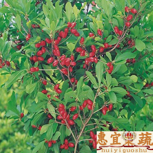神秘果 新鲜果 现货包邮顺丰100枚装 酸苦皆变甜禁出口 惠宜果蔬在类目 水产肉类/新鲜蔬果/熟食, 新鲜水果, 其它中 - 来自Buy2taobao.com提供专业的淘宝代购服务