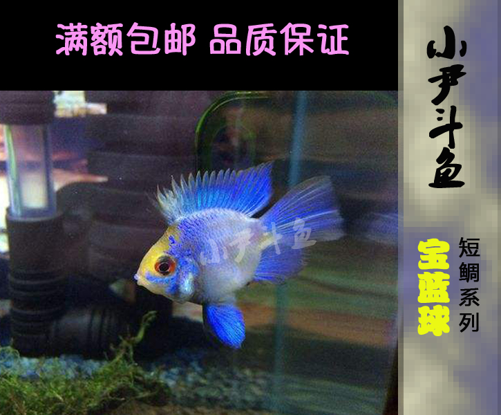 进口特价宝蓝凤凰球鱼阿凡达球荷兰凤凰短鲷类淡水热带观赏鱼活体|msdalam kategori haiwan peliharaan/makanan haiwan dan bekalan, Aquarium World, ikan - dari Buy2taobao.com untuk memberikan perkhidmatan ejen Taobao profesional membeli