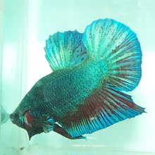 搜索泰国斗鱼相关_宠物\/宠物食品及用品分类商