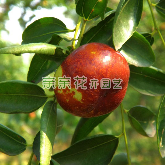 果树苗果苗嫁接红枣树苗/红枣苗 灵枣苗 很甜的 比任何枣子都好吃在类目 鲜花速递/花卉仿真/绿植园艺, 花园植物/行道树/果树, 果树中 - 来自Buy2taobao.com提供专业的淘宝代购服务