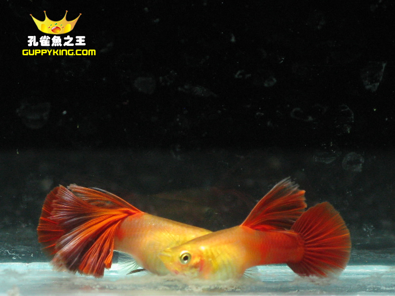 鱼 观赏鱼 热带鱼繁殖首选 精品高鳍火炬鱼苗1