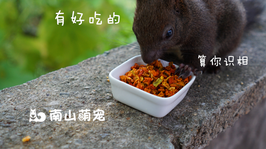 松鼠零食 風幹南瓜幹粒 魔王倉鼠龍貓喜歡零食 20g在類目 寵物/寵物食品及用品, 倉鼠類及其它小寵, 飼料/零食中 - 來自Buy2taobao.com提供專業的淘寶代購服務